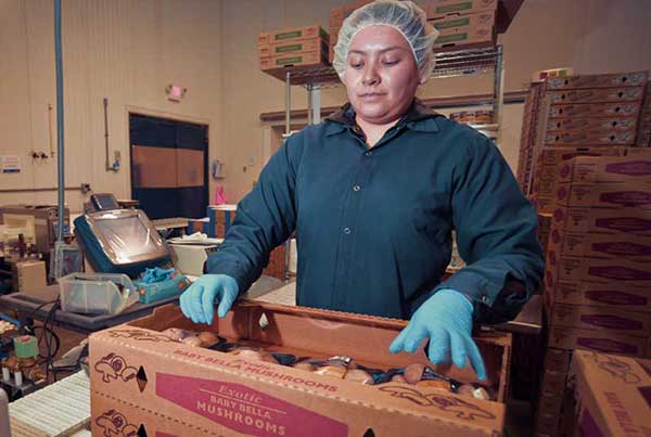 Mushrooms are packed and shipped to locations all over the U.S.